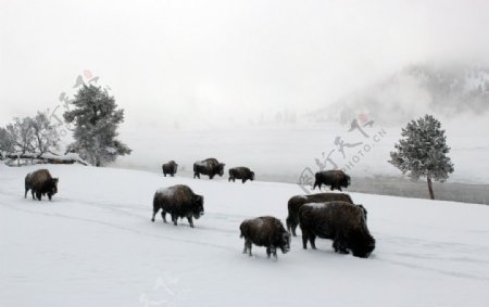 风雪里的水牛