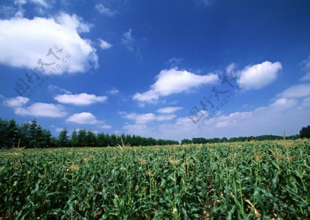 蓝天玉米农作物