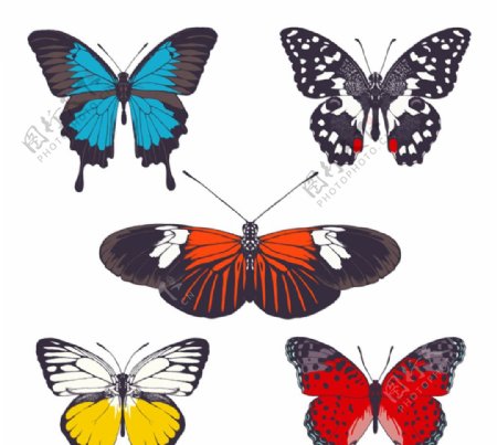 5款美丽蝴蝶设计