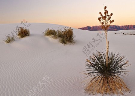 沙漠中的植物景色