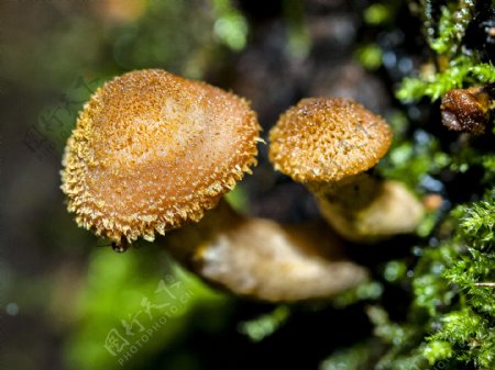 森林野蘑菇摄影