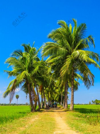 椰树林