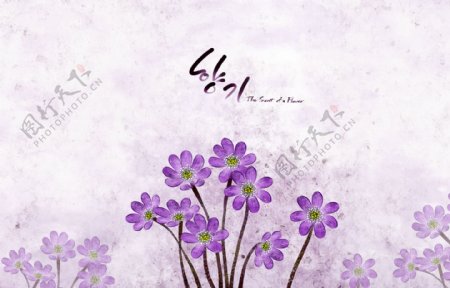 紫色唯美花朵背景底纹