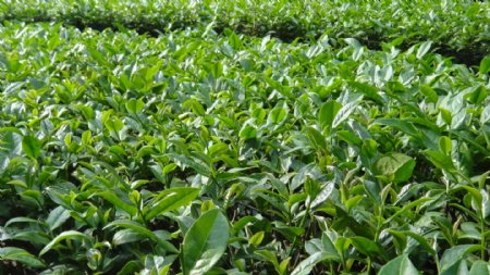 英德茶叶种植基地