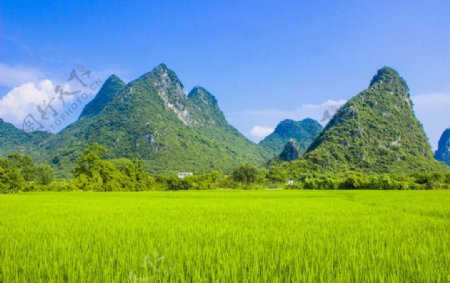 山村稻田