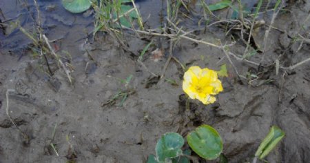 泥泞中的花朵
