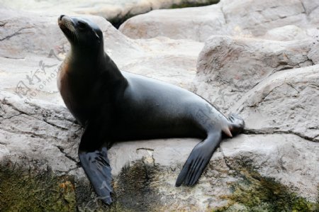 海豹海洋生物小海豚海底世