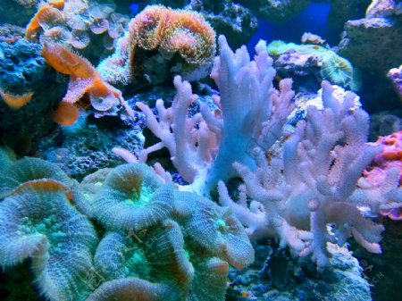 手指珊瑚