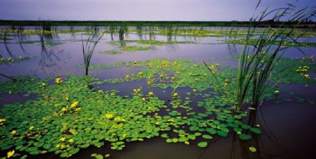龙凤湿地