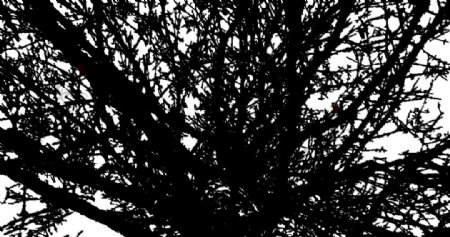 矢量树枝抽象树枝素材黑白