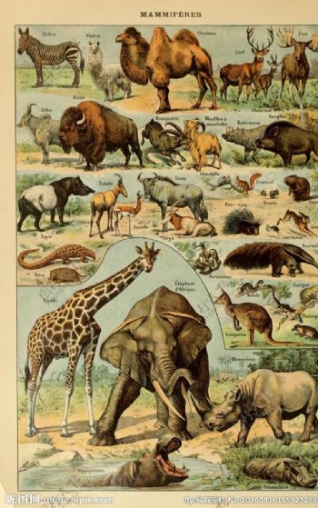 野生动物素材图