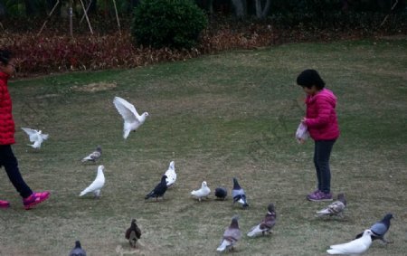 草地鸽子小孩