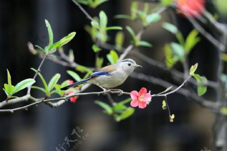 蓝翅希鹛