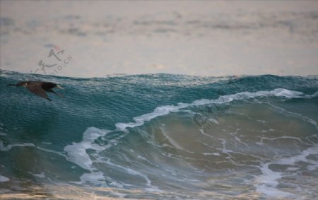 海鸟