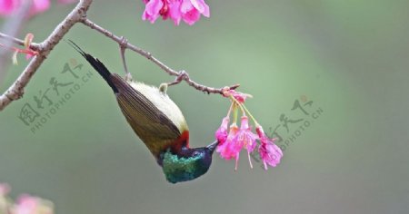 太阳鸟