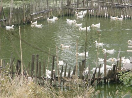 水塘篱笆鸭子