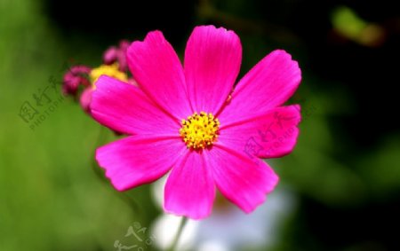 粉红色花朵微距
