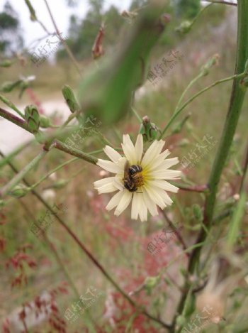 菊花和小蜜蜂