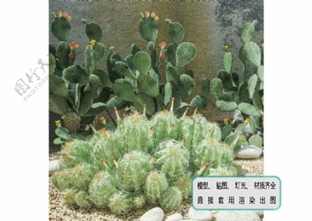 植物墙盆栽庭院沙漠植物组合