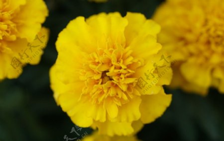 黄色花坛装饰花卉
