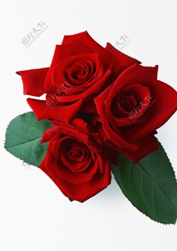 3朵红玫瑰