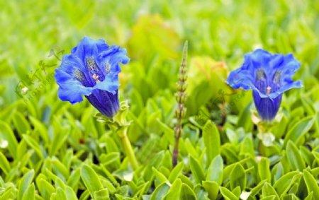 蓝色龙胆花