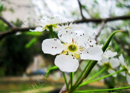 白色梨花