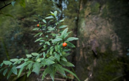 野果