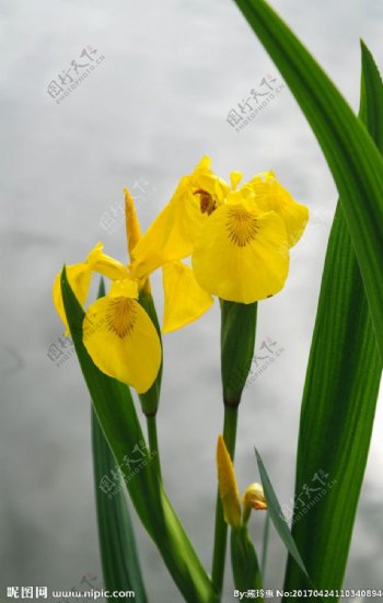 黄鸢尾花