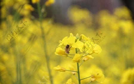 油菜花