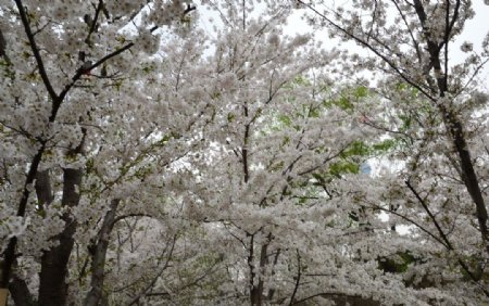 樱花