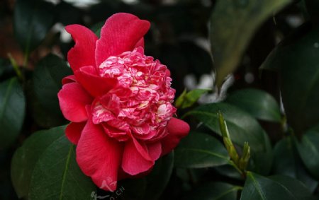 红茶花