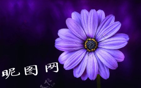 手绘紫色油画花朵
