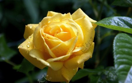 黄色微距露水玫瑰