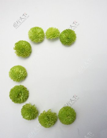 乒乓菊绿色字母