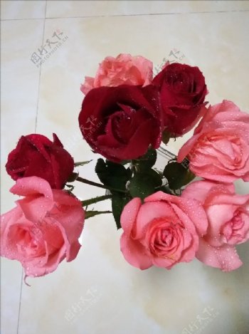 红粉玫瑰花