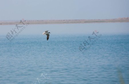 可鲁克湖的飞鸟