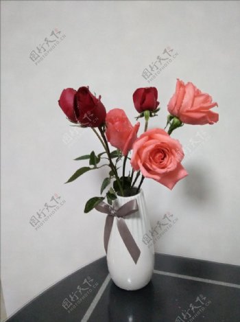 红粉玫瑰