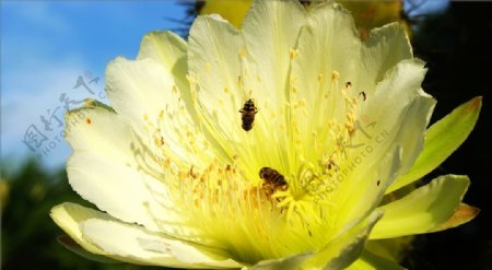 霸王花与蜜蜂