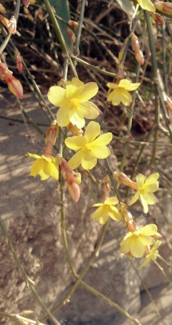 迎春花开