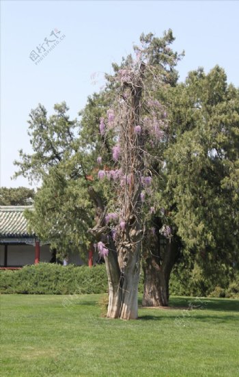 天坛公园的古紫藤树