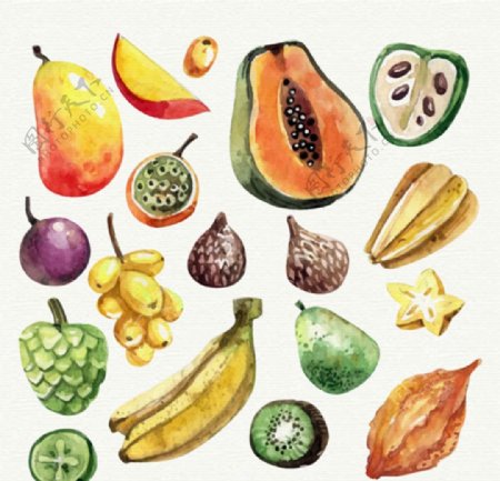 手绘各种水果水彩插图