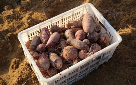 红薯种植园