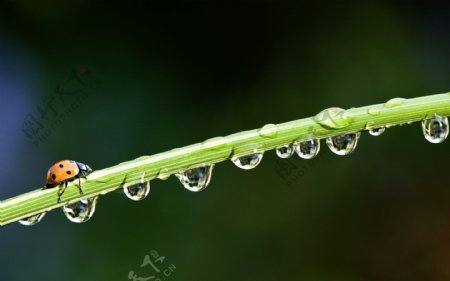 露水