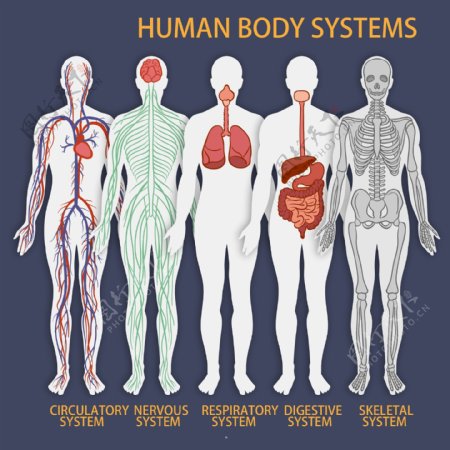 5款彩绘人体系统矢量素材