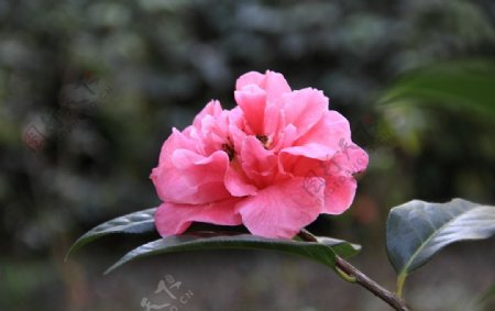 粉红色山茶花