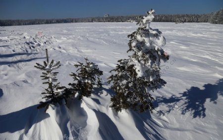 雪景树木