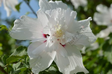 白色木槿花