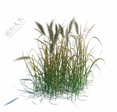 植物模型草模型