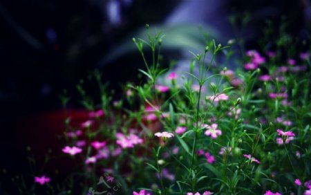 小花盆景摄影